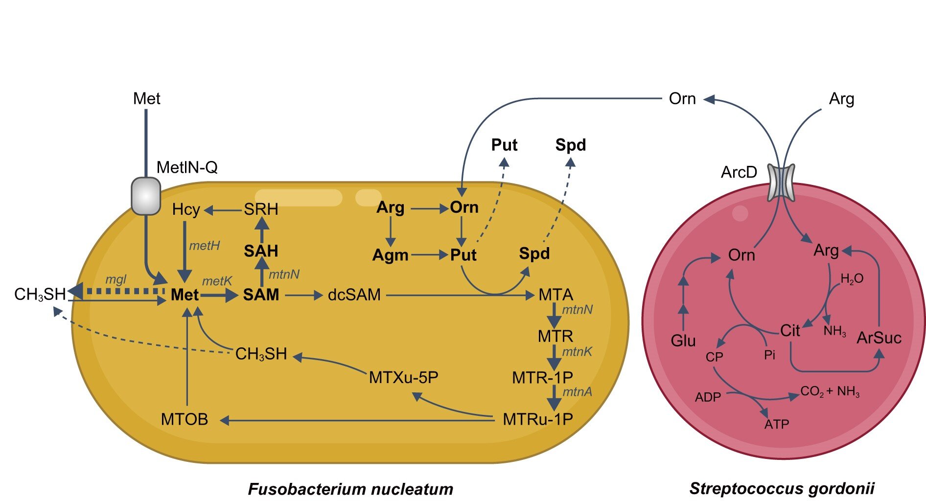 Featured image for "Oral Bacteria Interaction Produces Compound Behind Bad Breath"