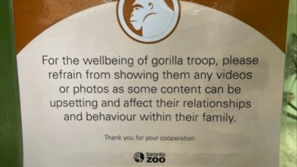Featured image for "Zoo Urges Visitors to Respect Gorillas by Refraining from Phone Videos"