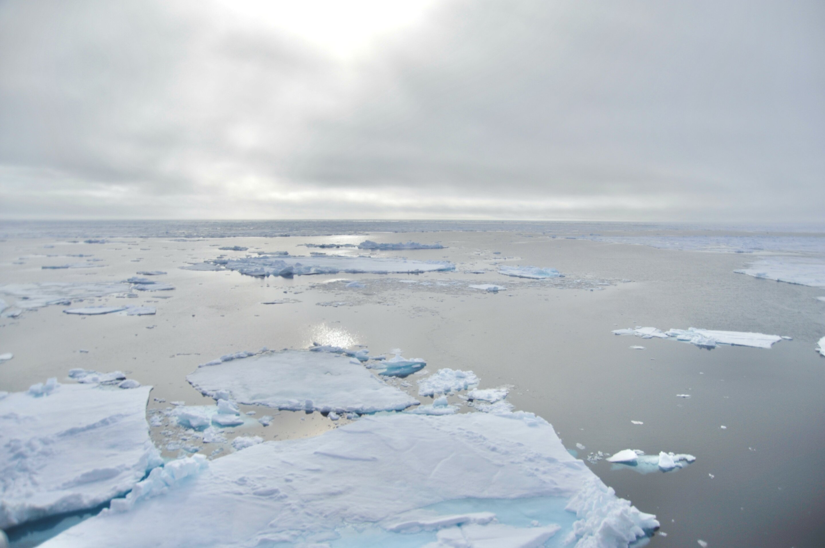 Featured image for Unveiling an Ice-Free Ocean: Plankton's Testimony