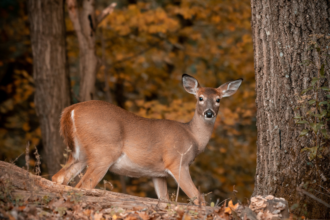 Featured image for Rabies-Infected White-Tailed Deer Found in West Virginia