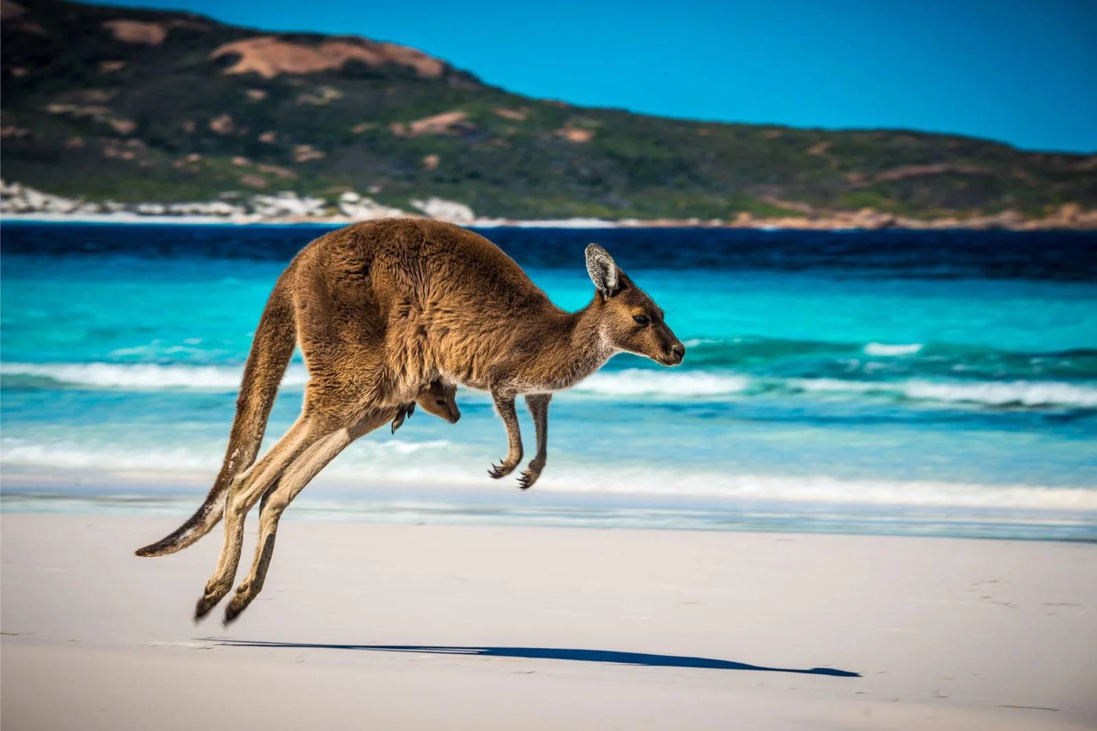 The Surprising Evolution of Kangaroos' Hopping Ability