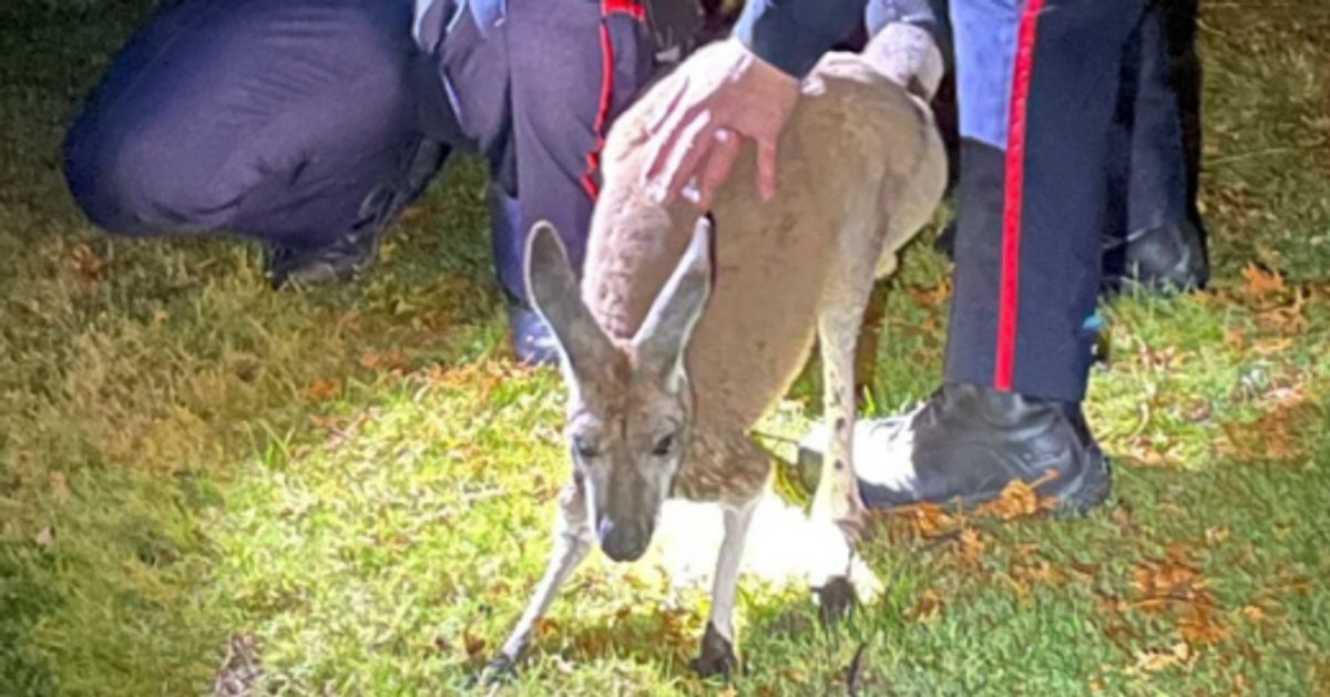 Featured image for Kangaroo Escapes and Punches Cop in Canada