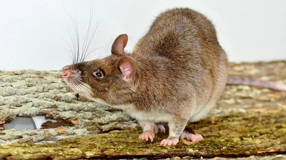 Featured image for Unusual Vaginal Abilities Found in Bomb-Sniffing Rats