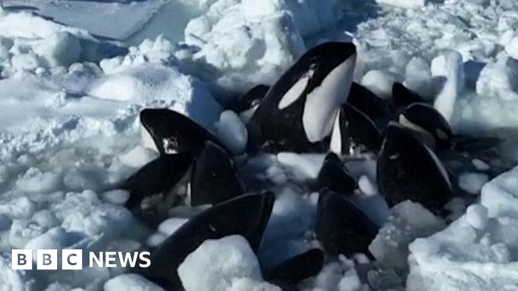 "Trapped Orcas Escape Ice Near Japan in Dramatic Rescue"
