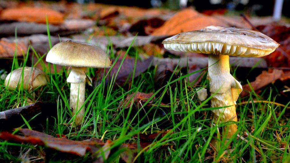 Featured image for "Potential Antidote Found for Deadly Death Cap Mushroom Poisoning"