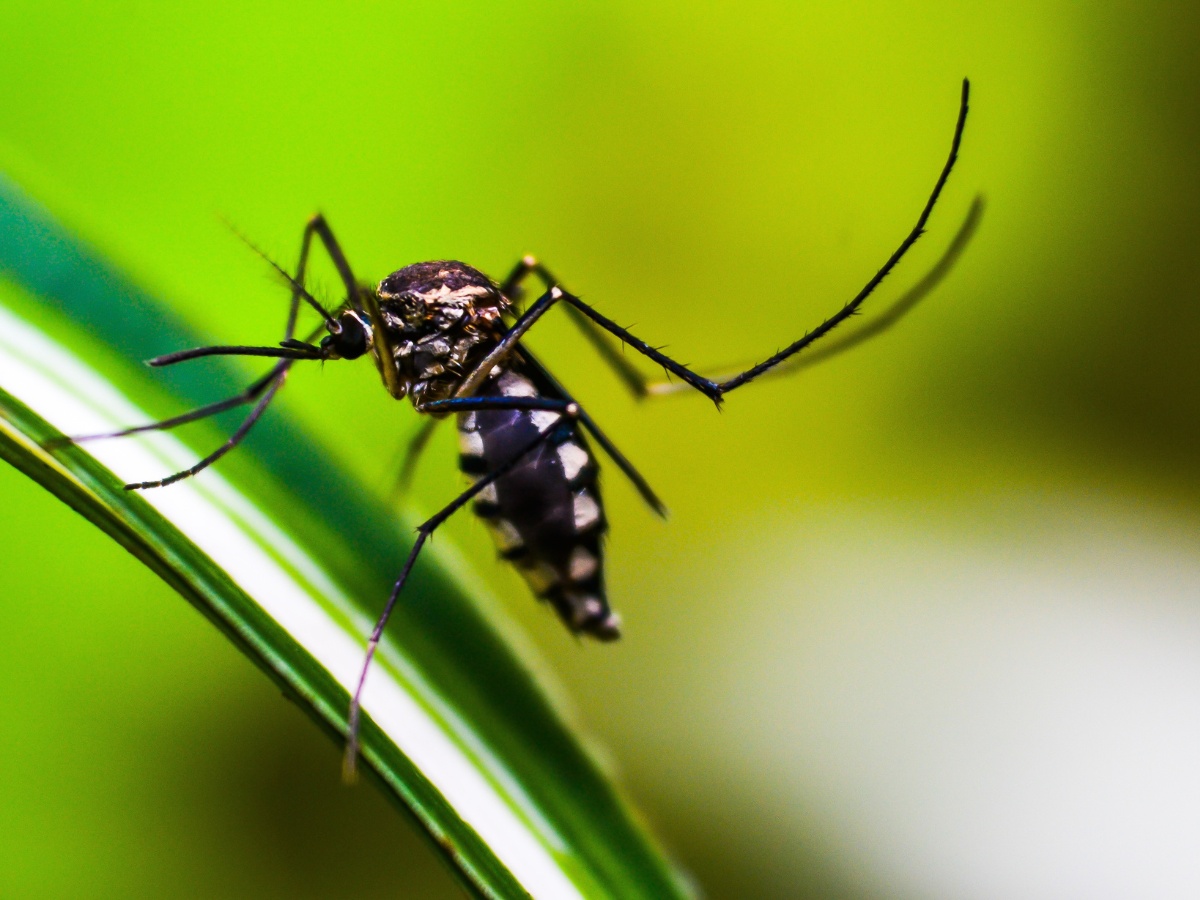 Featured image for "Effective Natural Methods to Repel Mosquitoes and Prevent Diseases"