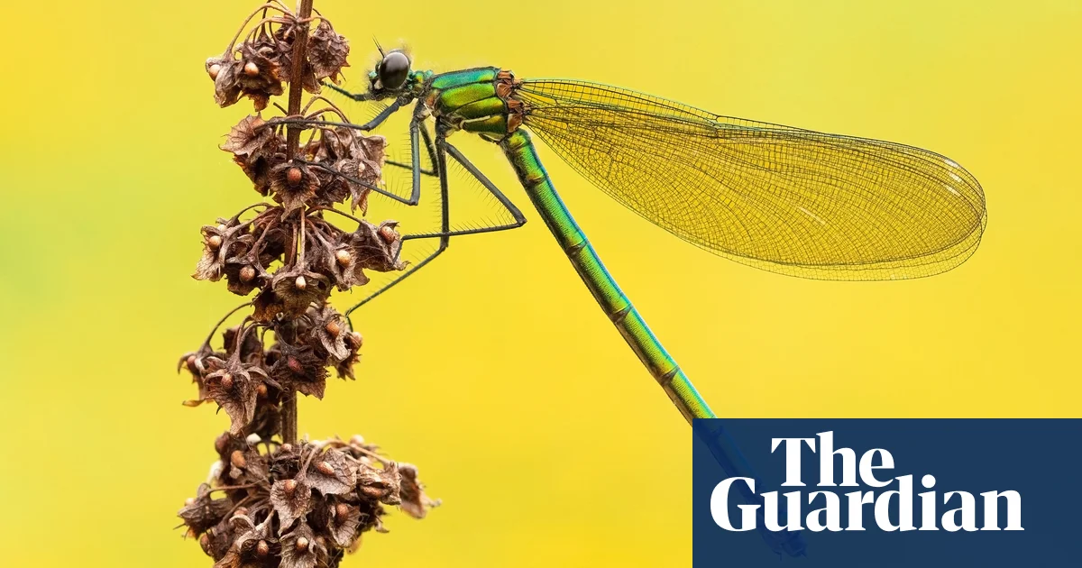 Featured image for Stunning Insect Photography Wins Awards.