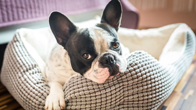 Featured image for The Sleep Struggles of Flat-Faced Dogs: Study Reveals Harmful Effects