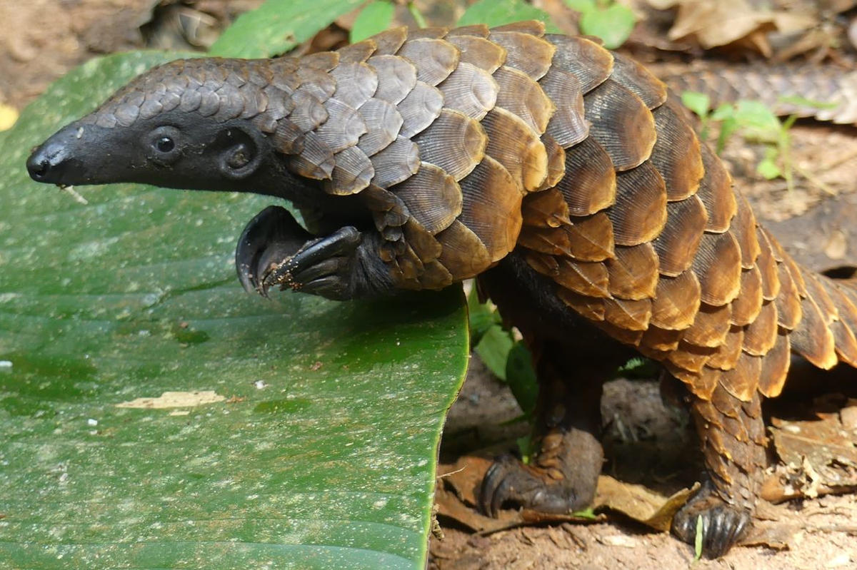 Featured image for Pangolin Research Reveals Scientific Surprise