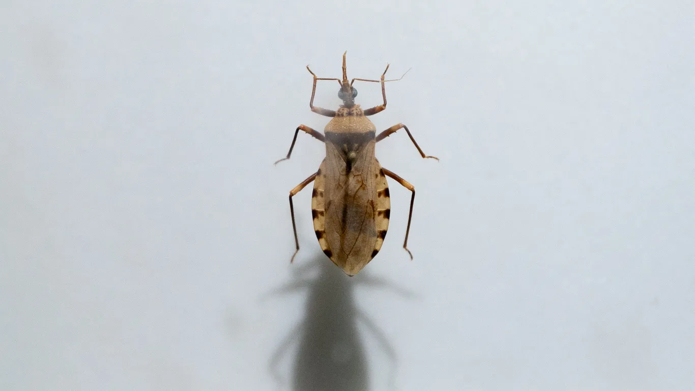 Featured image for Kissing Bug Disease Now Endemic and Widespread Across the U.S.