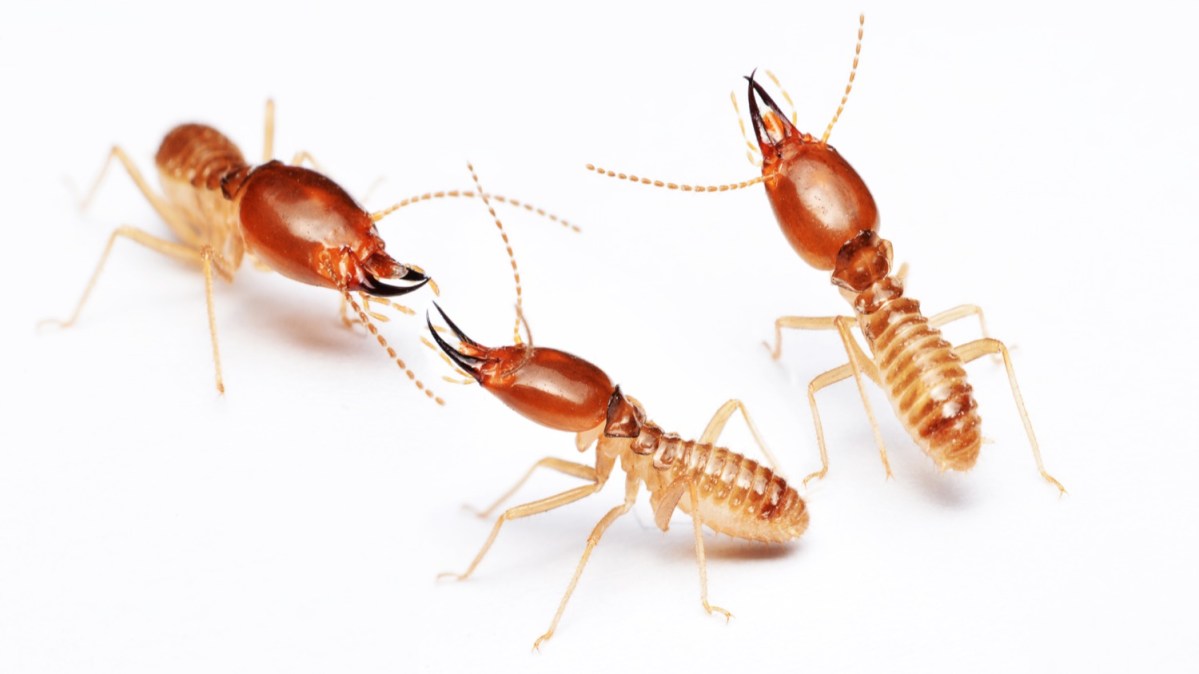Featured image for "Crafty Beetle Uses Fake Termite to Scam Free Meals from Real Termites"
