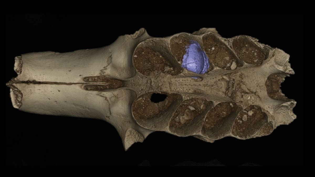 Featured image for Ancient Caribbean Cave Uncovers Bones-Embedded Bees