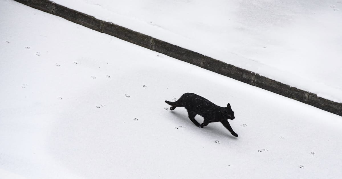 Featured image for Lithuanian Protests Highlight Fight for Media Independence