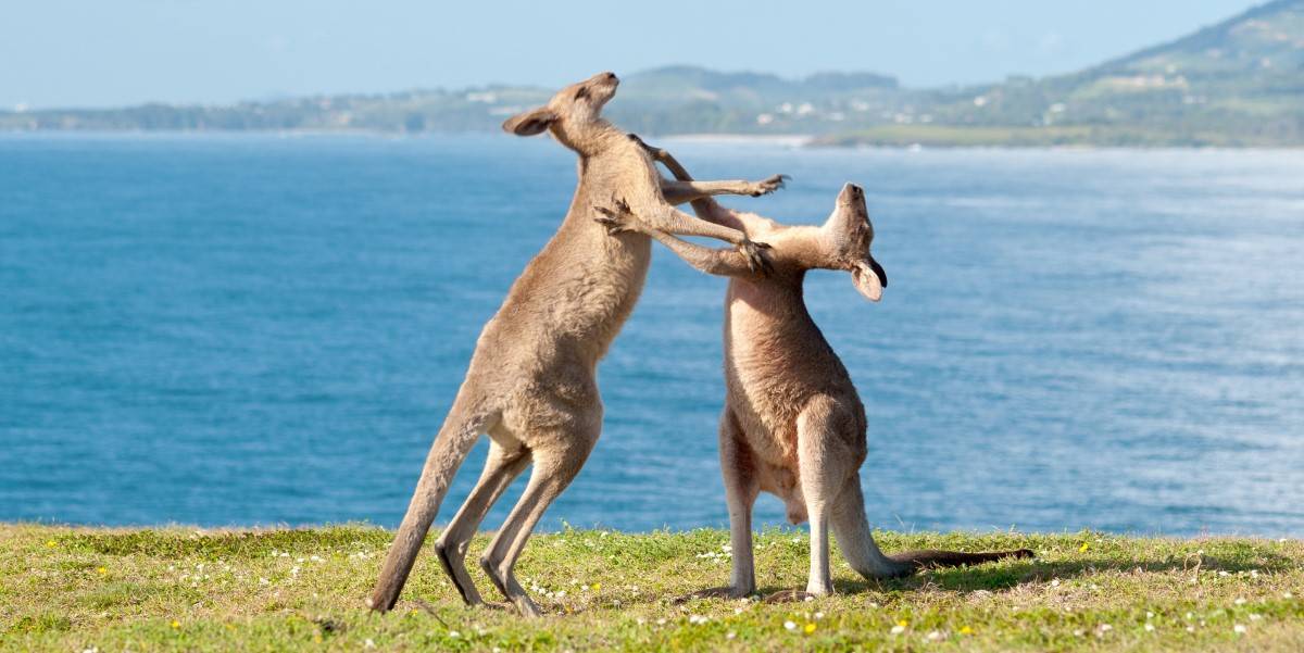 Featured image for Australia Sues Microsoft Over AI-Linked Microsoft 365 Price Hikes and Misleading Practices