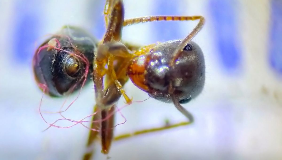 Plastic Pollution Entraps Ants, Study Finds