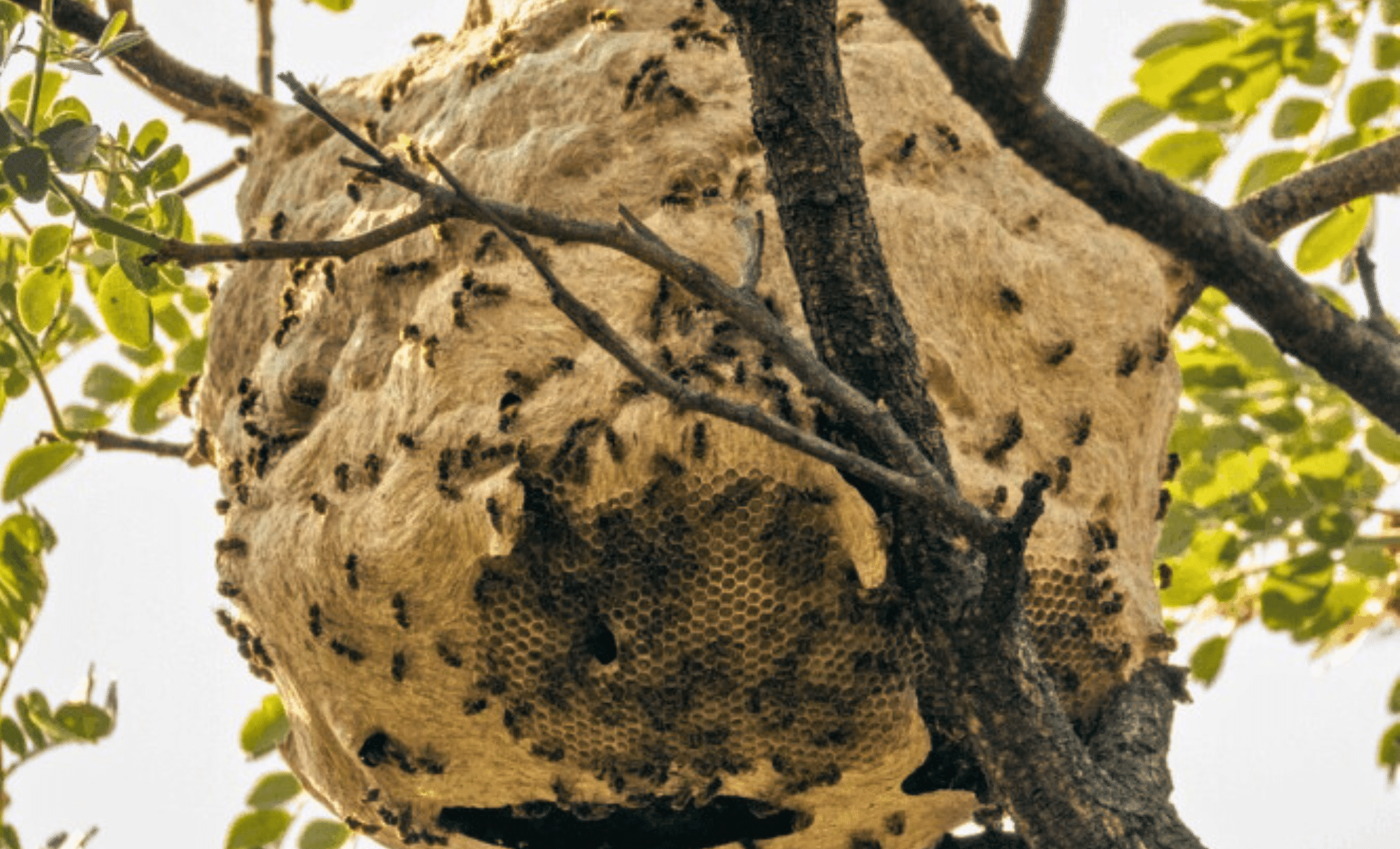 Featured image for Invasive Parasitic Wasps Spread Across the U.S., Threatening Native Ecosystems