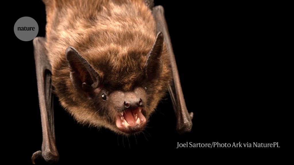Unconventional Bat Mating: Non-Penetrative Reproduction Discovered