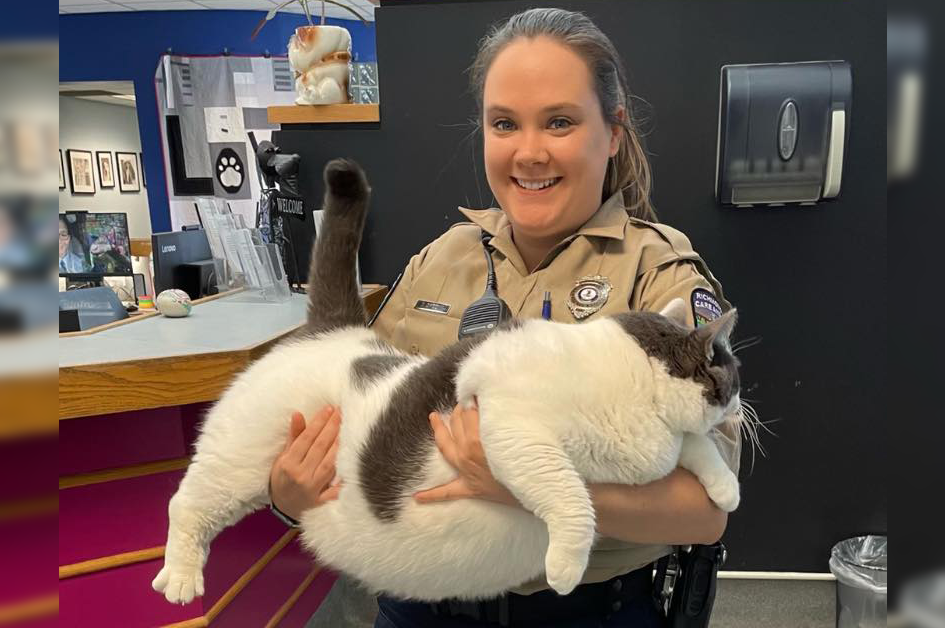 "40-pound Gluttonous Cat Up for Adoption in Virginia"