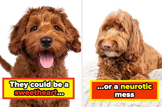 "Industry Insiders Share the Dog Breeds They'd Never Adopt"