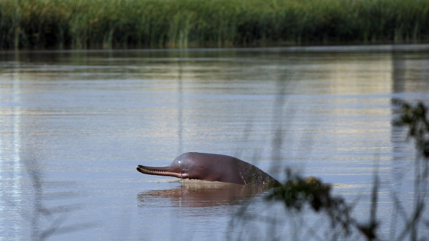 Featured image for "Fisherfolk Emerge as Unlikely Heroes for Pakistan's Endangered Indus River Dolphins"
