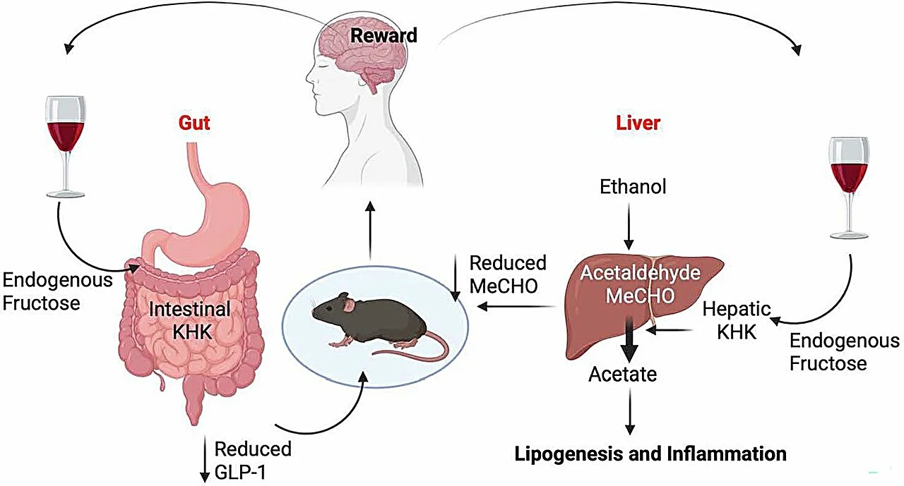Single enzyme linked to alcohol addiction and liver disease