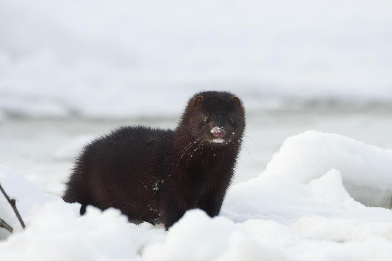 Featured image for "Unraveling the Remarkable Brain Regeneration of American Mink: A Fascinating Reversal of Domestication"