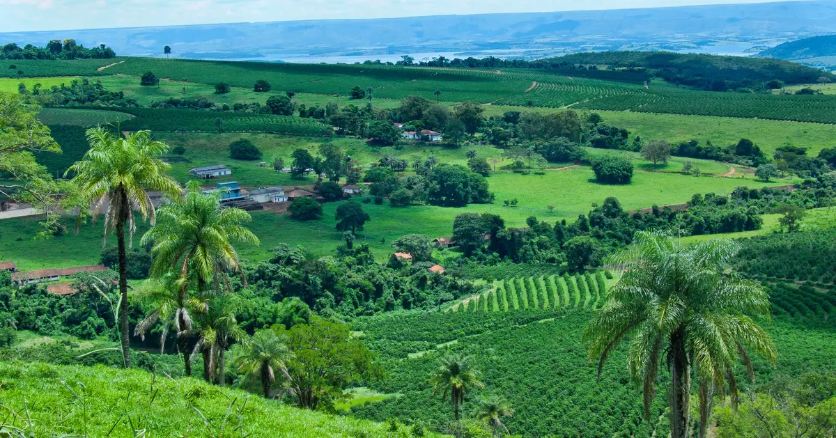 Coffee Prices Soar to 47-Year High Amid Supply Worries