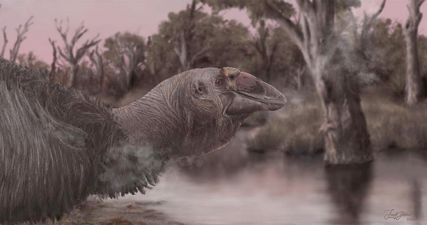 Featured image for "Giant Prehistoric Goose Fossil Unearthed in Australia"