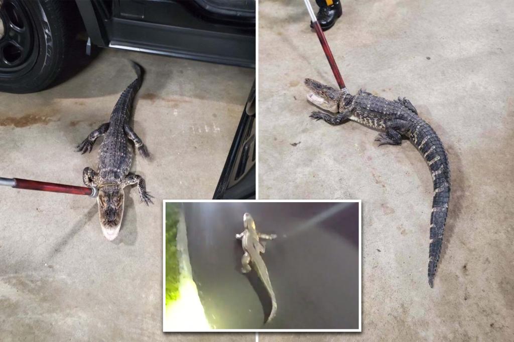 Elusive alligator finally captured after terrorizing NJ town