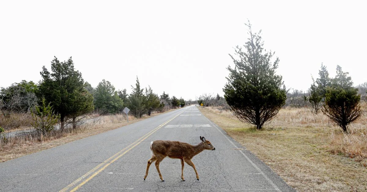 Animal Hosts Increase Risk of Coronavirus Transmission to Humans