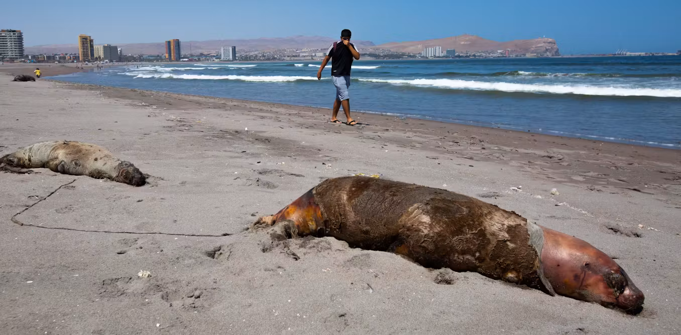 "Rising Concerns as Avian Flu Spreads to Earth's Wildlife and Raises Human Health Fears"