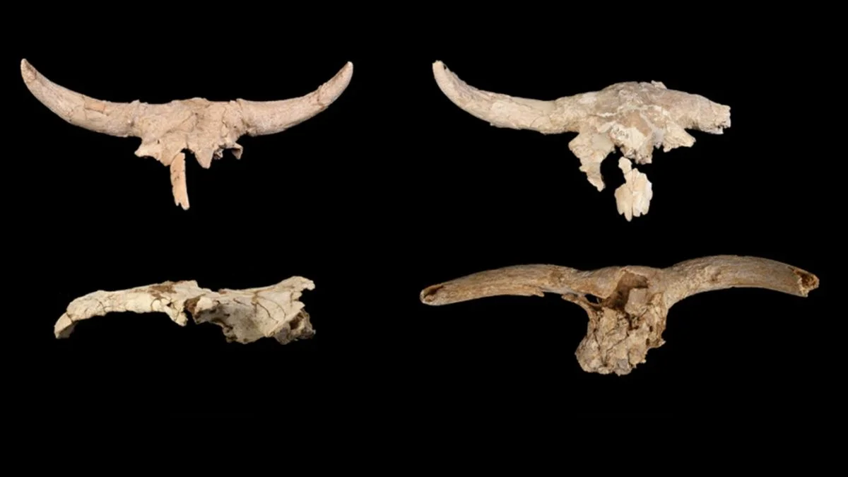 Neanderthals Repeatedly Placed Horned Skulls in a Cave, Hinting at Symbolic Practice