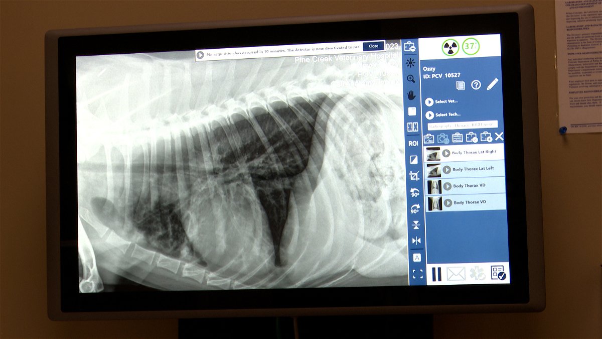"Rising Concerns: Mysterious Respiratory Illness Affecting Dogs in Colorado and Oregon"