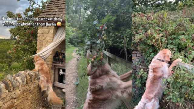 Featured image for Golden Retriever's Diet Shifts After Vegan Visitor