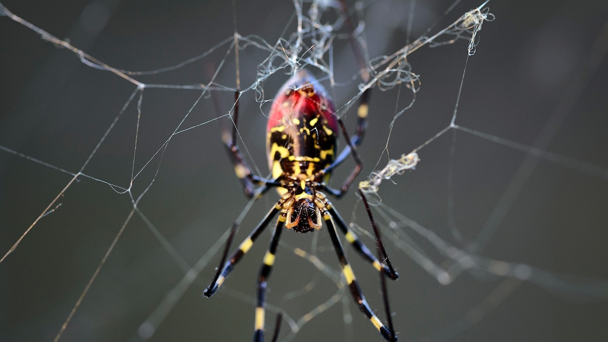 The Surprising Shyness of the Invasive Giant Spider in the U.S.