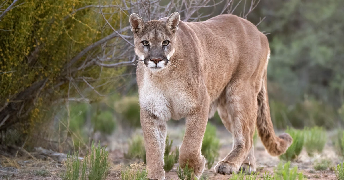 Featured image for Child Injured in Mountain Lion Attack at Olympic National Park