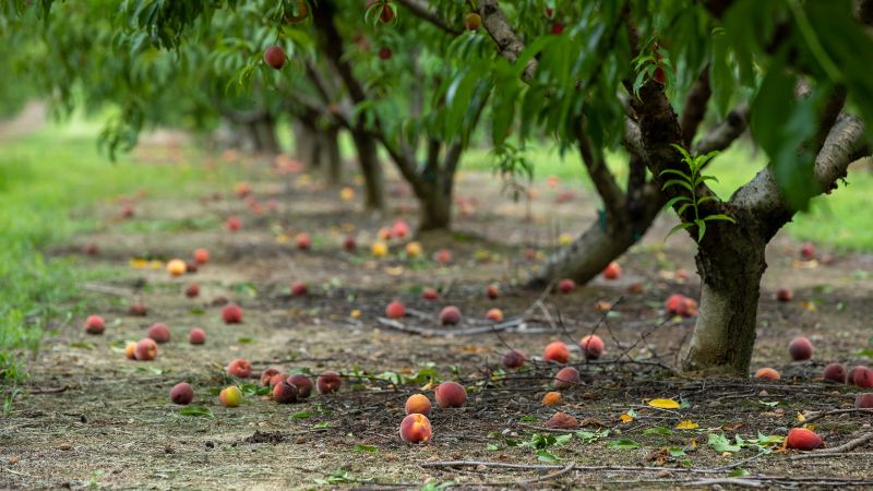 Featured image for "Peach Shortage Sweeps Southern States, Impacting Local Orchards and Festivals"