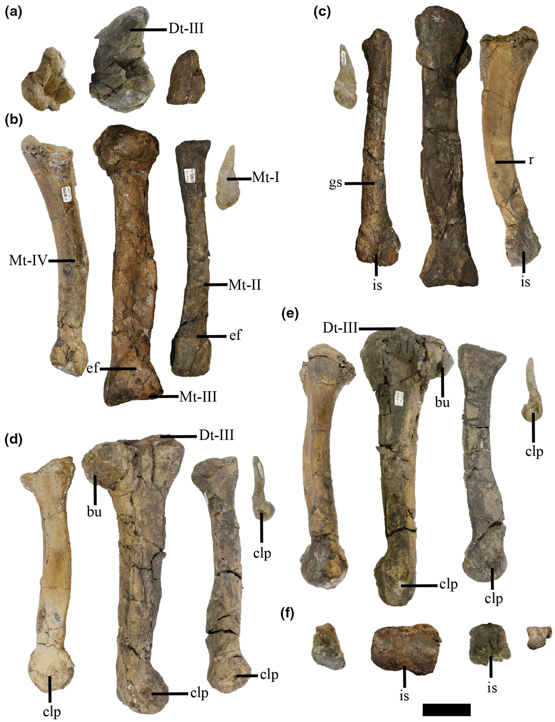 Featured image for New Dinosaur Species in Argentina Has Tinier Arms Than T. Rex