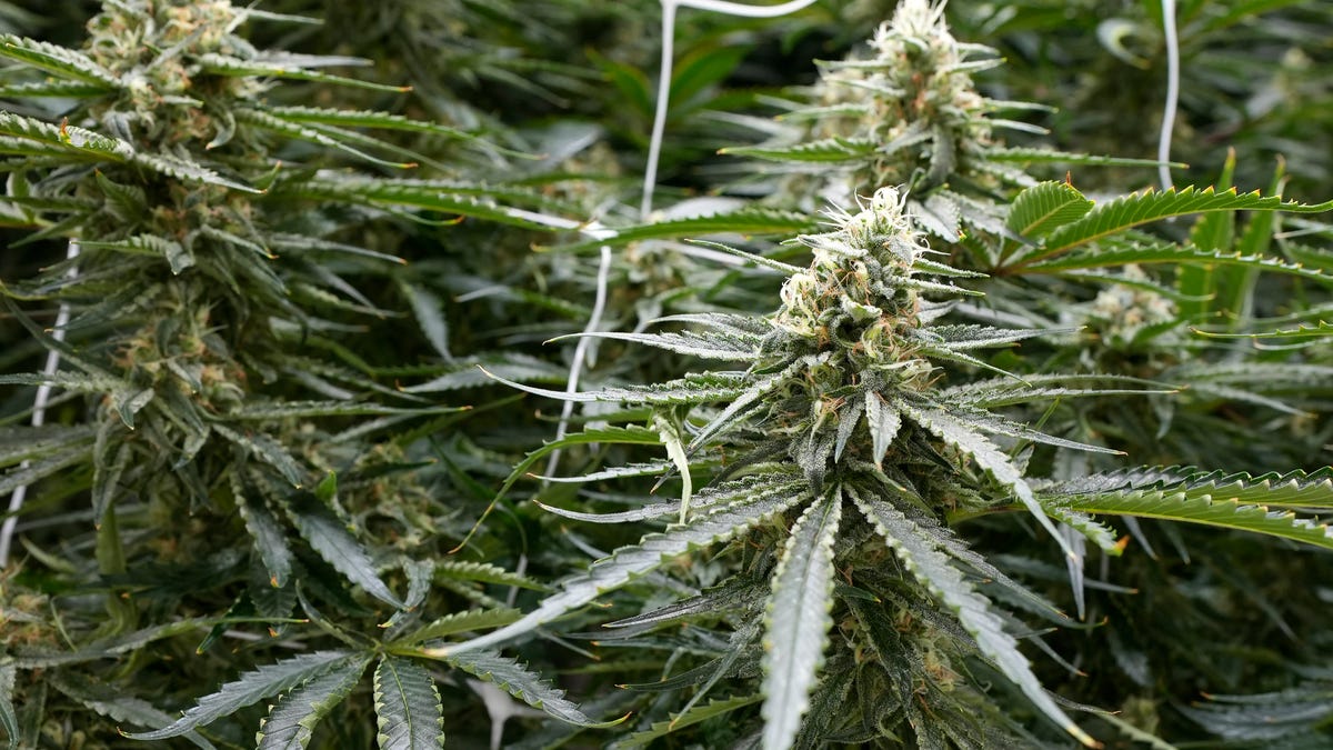 "Voters to Decide on Ohio Recreational Marijuana in November"
