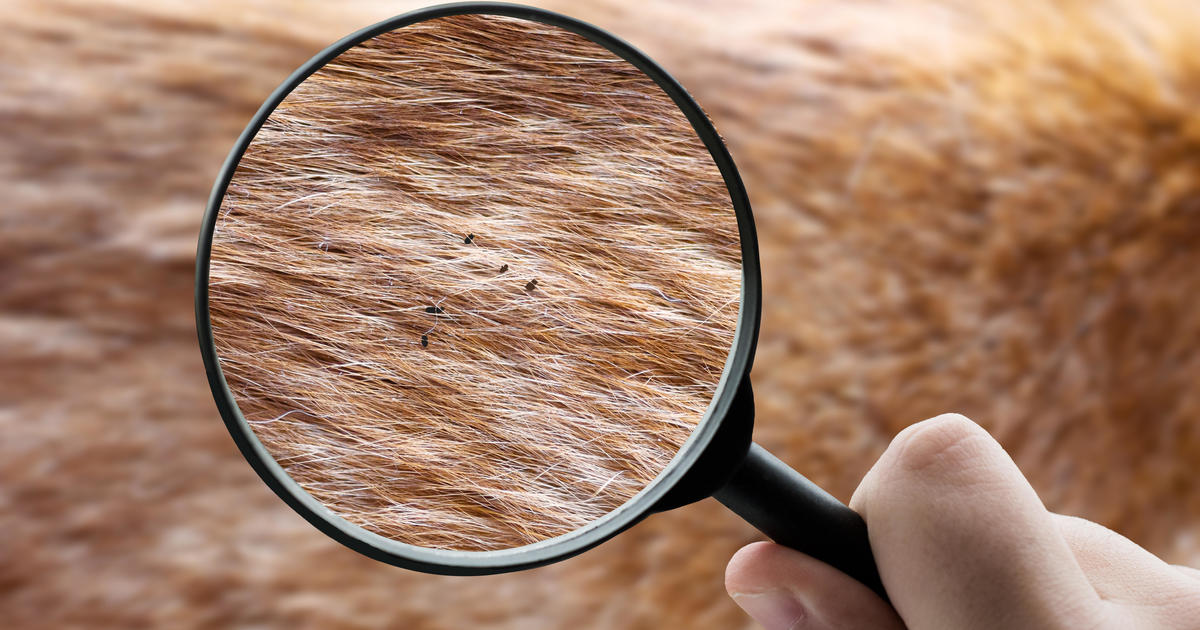 "Oregon's Rare Human Plague Case Linked to Infected Pet Cat: What You Need to Know"