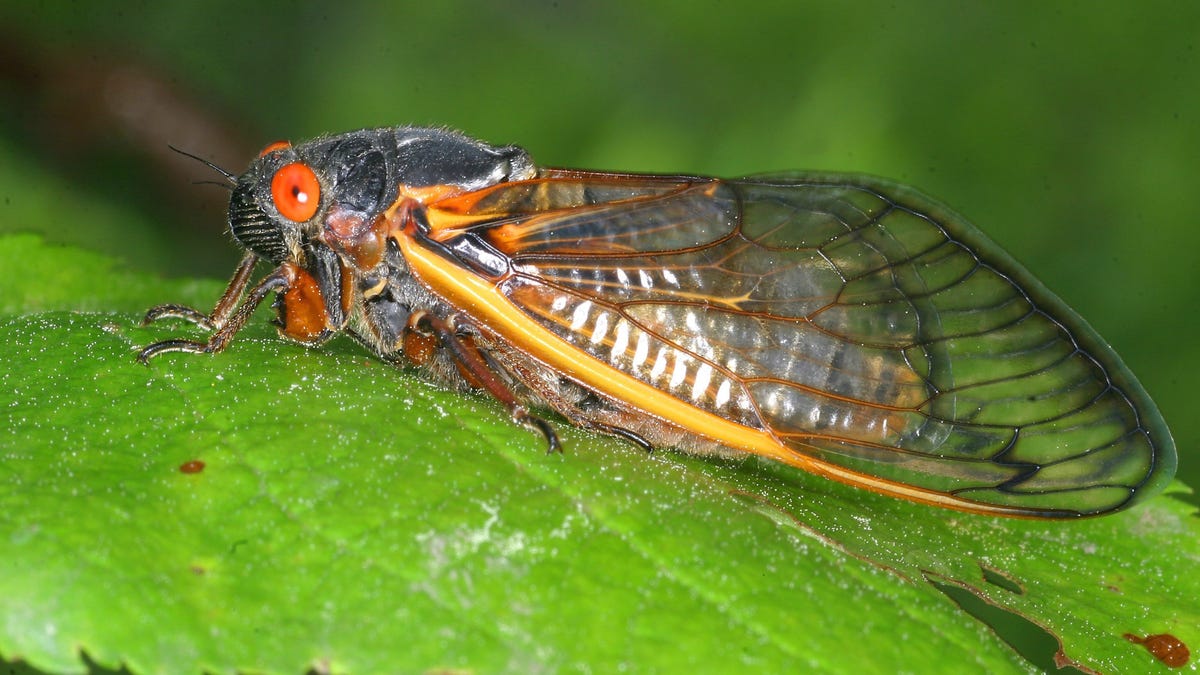 Featured image for "Cicada Emergence: 2024 Map, Diet, and Facts to Know"