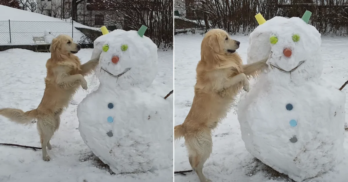Golden Retriever Cracks Snowman to Reclaim Favorite Tennis Balls