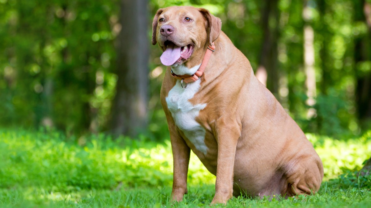 Featured image for Pet Weight-Loss Injections: The New Trend in Veterinary Care