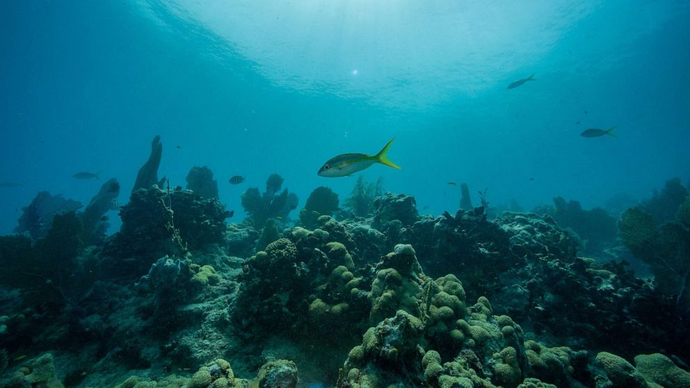Florida's Devastating Ocean Heat Wave Threatens Marine Life and Coral Reefs