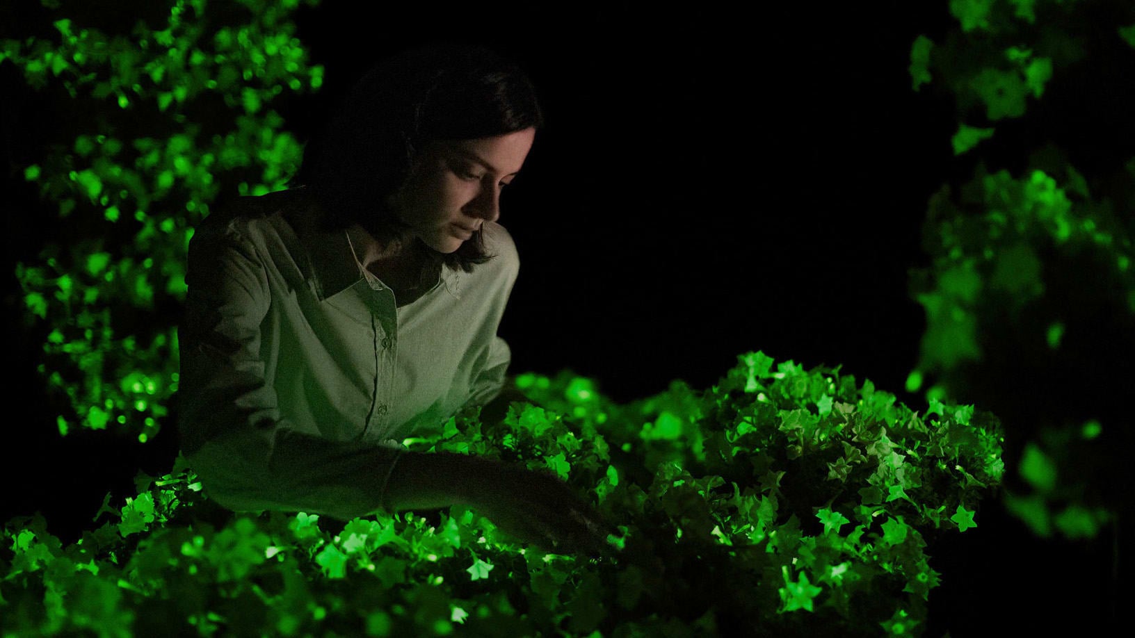 Featured image for "Bioluminescent Breakthrough: The Rise of Glow-in-the-Dark Plants"
