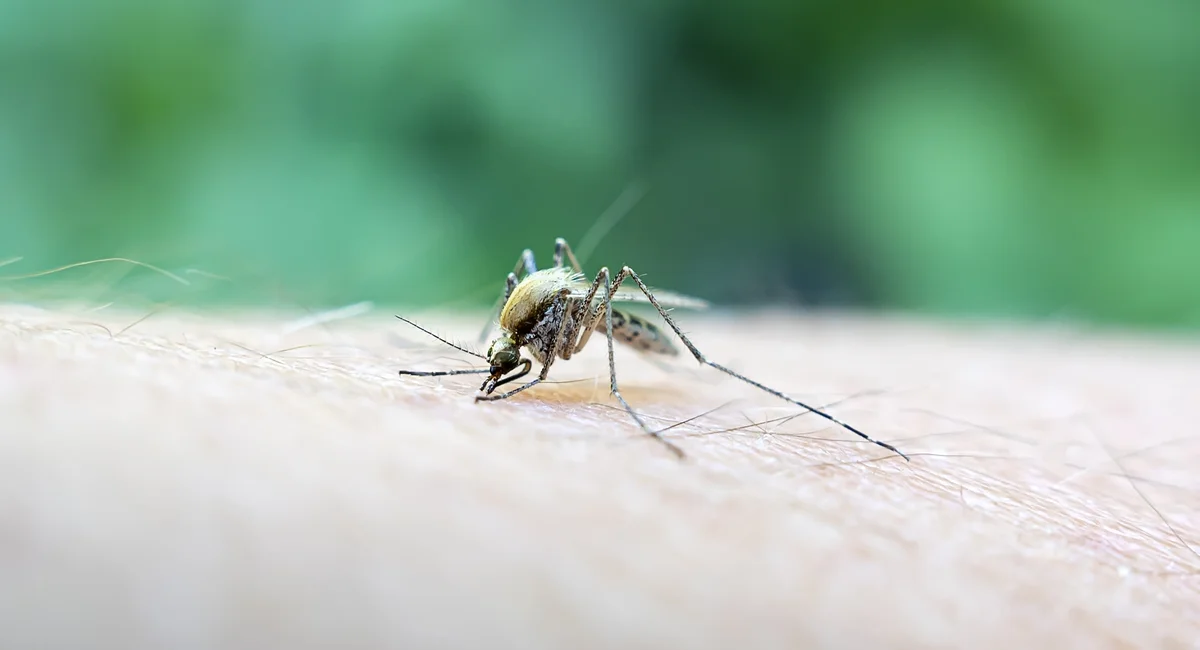 West Nile Virus Cases and Mosquitoes Detected Across New York and Surrounding Areas in 2025