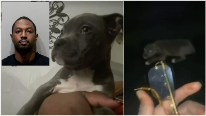 Detroit man arraigned for brutal beating of pit bull puppy over sunglasses.