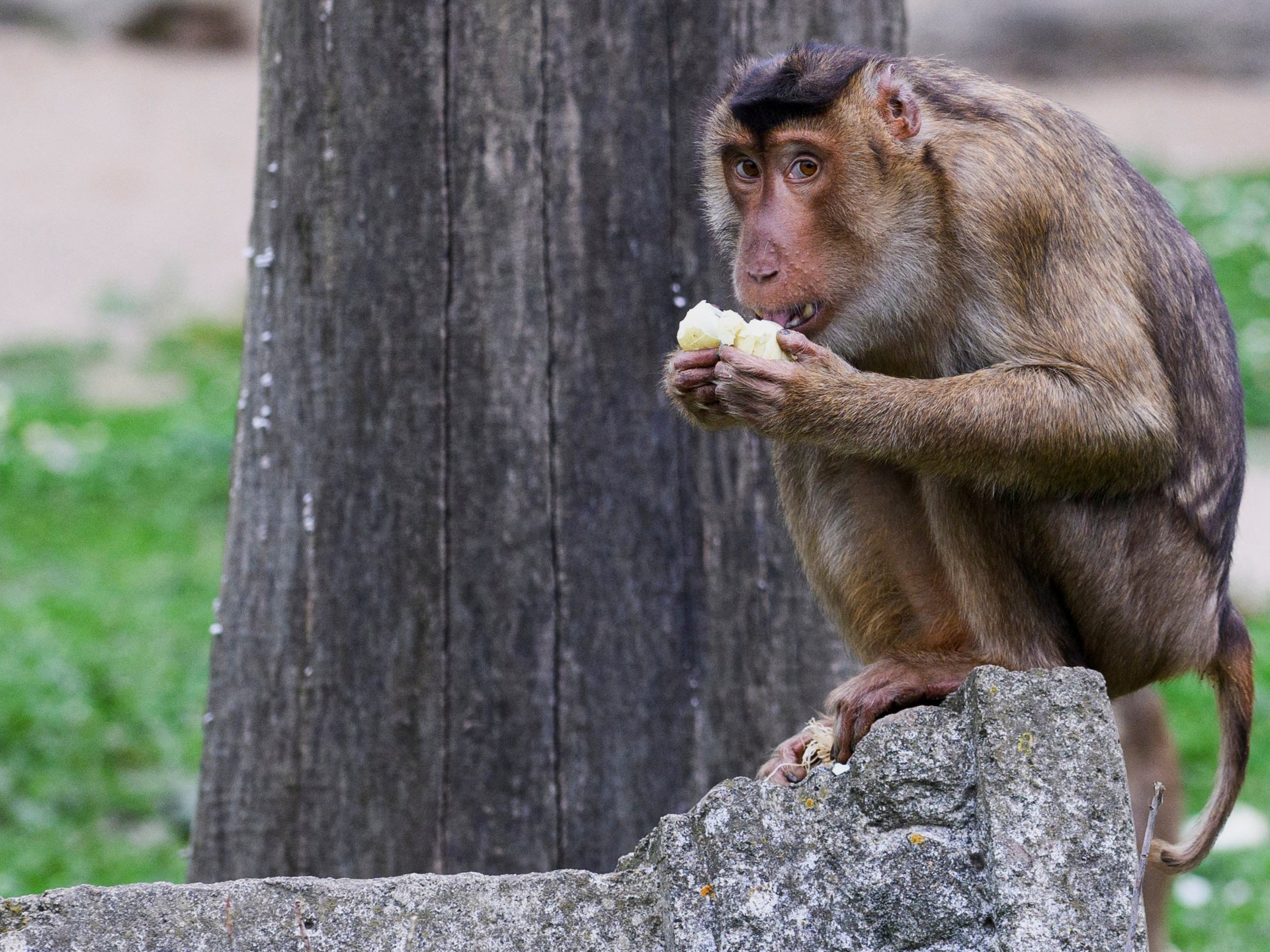 Featured image for "Uncovering the Threat: Hong Kong's First Human Case of B Virus from Wild Monkeys"