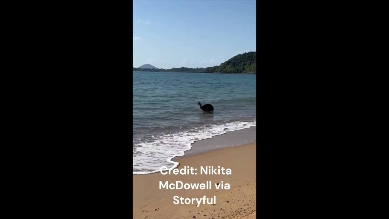 Featured image for "Beachgoers Astonished as 'World's Most Dangerous Bird' Surfaces from Ocean"