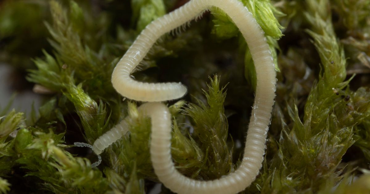 "Surprising Millipede Species Unearthed in Los Angeles"